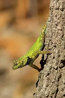 Dota: Green Spiny Lizard