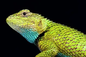 Salvador: Green spiny lizard (Sceloporus malachiticus), Mexico