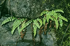 Asplenium: Green Spleenwort Fern
