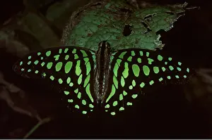 Triangle: Green Spotted Triangle Butterfly