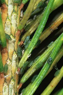 Picea: Green spruce aphid