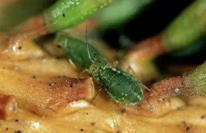 Abies: Green spruce aphid