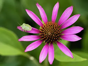 Wildlfe: Green Stink Bug - sitting on Coneflower in garden