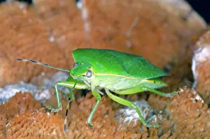 Hemipteran: Green Stinkbug Adult