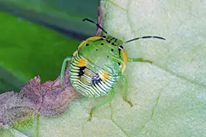 Nymph: Green Stinkbug Nymph