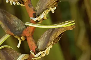 Oxybelis: Green-striped Vine Snake
