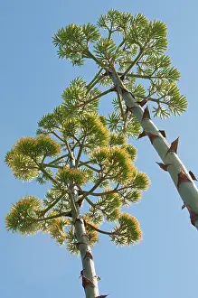 Yucca: Green subject