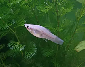 Sword: Green swordtail - side view - female