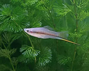 Sword: Green swordtail - side view - male