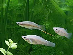 Sword: Green swordtail - side view - male with females