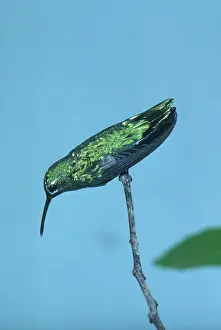 Trochiliformes: Green-tailed Goldenthroat