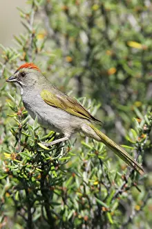Chlorurus: Green-tailed Towhee