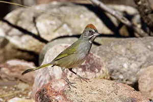 Chlorurus: Green-tailed Towhee