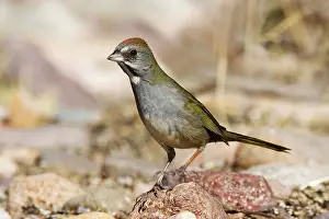 Chlorurus: Green-tailed Towhee