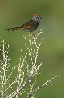 Towhee: Green-tailed Towhee