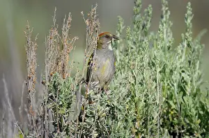 Chlorurus: Green-tailed Towhee - with green worm in beak
