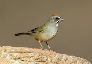 Chlorurus: Green-tailed Towhee (Pipilo chlorurus)