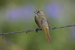 Chlorurus: Green-tailed Towhee - Pipilo chlorurUS - Perched