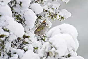Chlorurus: Green-tailed Towhee (Pipilo chlorurus) singing from