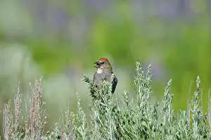 Chlorurus: Green-tailed Towhee - singing