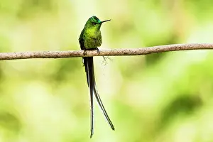 Glistens: Green-Tailed Trainbearer (Lesbia nuna), Acaime Private