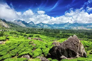 Plantations: Green tea plantations with blue sky in hills. Munnar, Kerala
