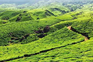Patterned: Green tea plantations in hills in Munnar, Kerala
