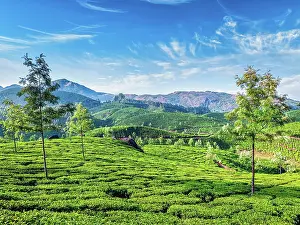 Plantations: Green tea plantations in the morning, Munnar, Kerala