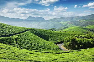 Plantations: Green tea plantations in the morning, Munnar, Kerala