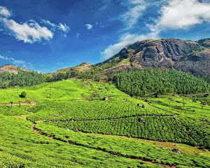 Plantations: Green tea plantations in the morning, Munnar, Kerala