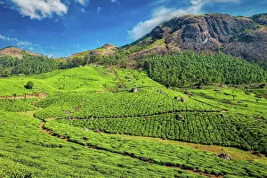 Plantations: Green tea plantations in the morning, Munnar, Kerala