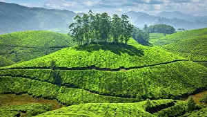Plantations: Green tea plantations in Munnar, Kerala, India, Asia