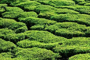 Teal: Green teal plantations close up. Kerala, India, Asia