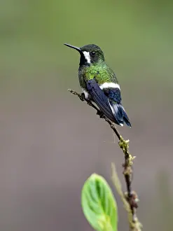 Shade: Green Thorntail (Discosura conversii), female, Ecuador