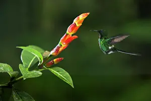 Gather: Green thorntail (Discosura conversii) in flight