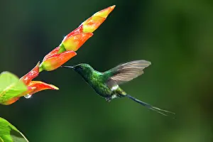 Gather: Green thorntail (Discosura conversii) in flight