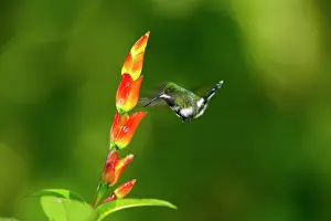 Gather: Green thorntail (Discosura conversii) in flight