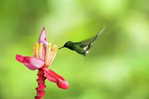 Gather: Green thorntail (Discosura conversii) in flight