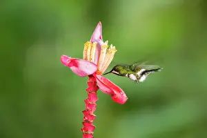 Gather: Green thorntail (Discosura conversii) in flight