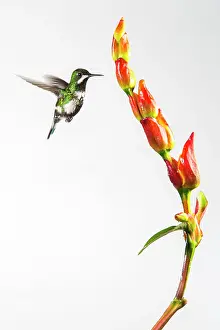 Gather: Green thorntail (Discosura conversii) in flight