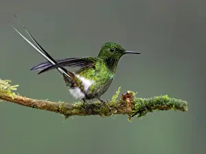 Altitude: Green Thorntail (Discosura conversii), male on d