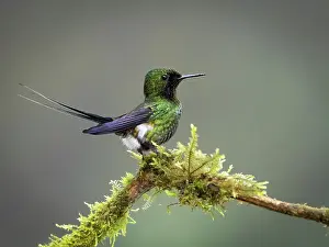 Altitude: Green Thorntail (Discosura conversii), male disp