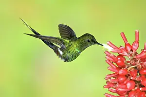 Nectaring: Green Thorntail Hummingbird