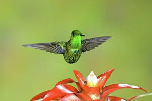Humming: Green Thorntail male