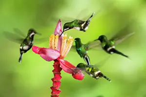 Gather: Green thorntails (Discosura conversii) in flight