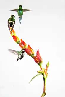 Gather: Green thorntails (Discosura conversii) in flight