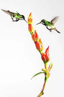Gather: Green thorntails (Discosura conversii) in flight