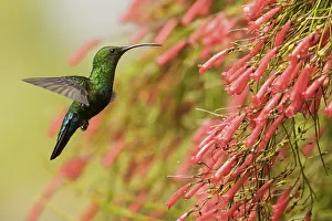 Polynesia: Green-throated Carib (Eulampis holosericeus) flying and feeding at a flower on the Caribbean Island of Martinique
