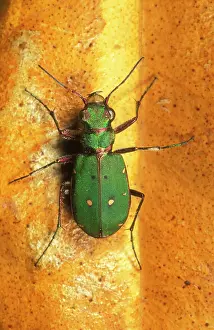 Campestris: GREEN TIGER BEETLE