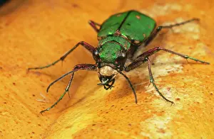 Campestris: Green Tiger Beetle